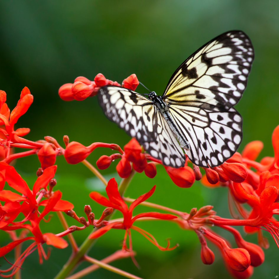 Création d'un Jardin Papillon : Transformez votre Espace Vert en un Paradis Ailé