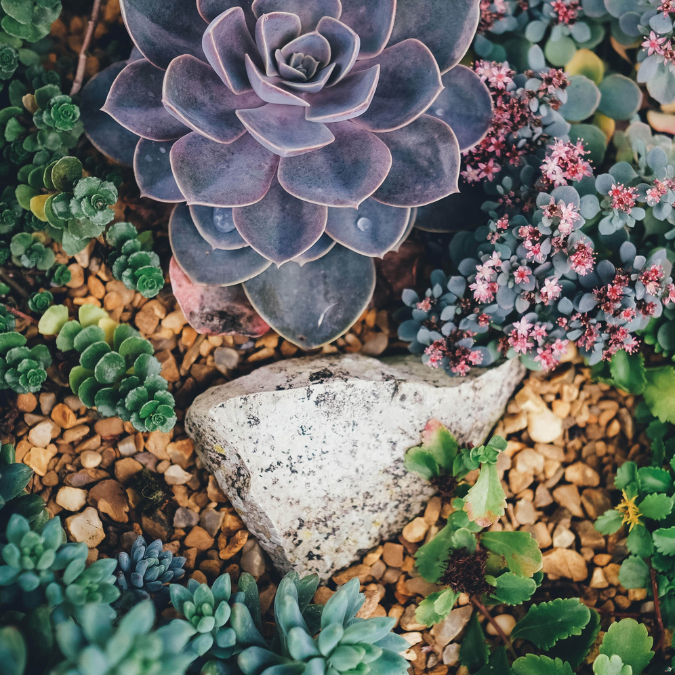 Exposition plein sud : Choisir des plantes résistantes et économes en eau