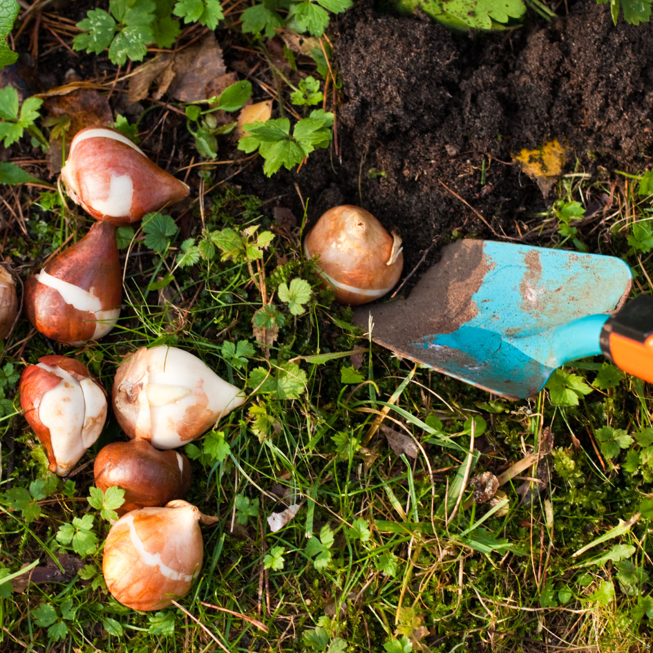 planter des bulbes d'hiver