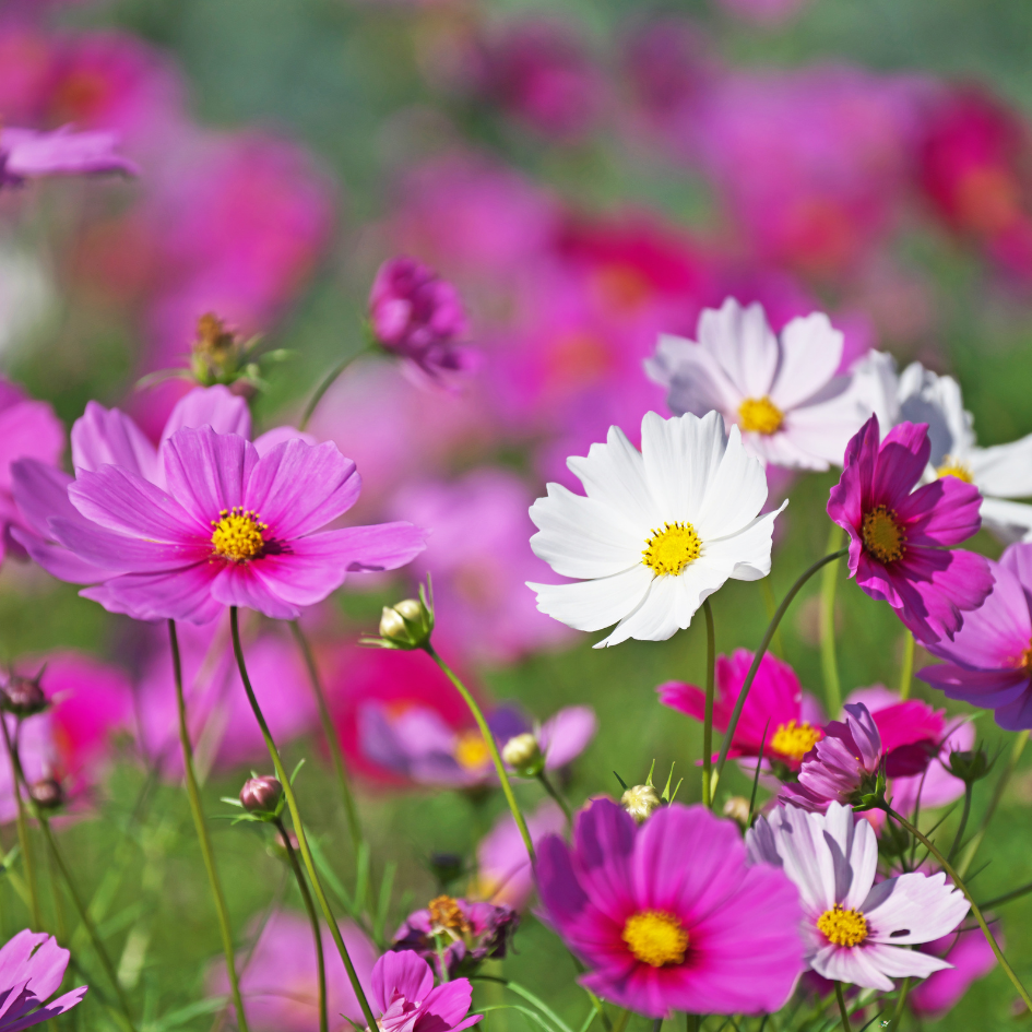 Plantes annuelles ou vivaces : lesquelles choisir ?